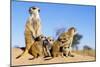 Meerkat Adult Babysitters and Young-null-Mounted Photographic Print