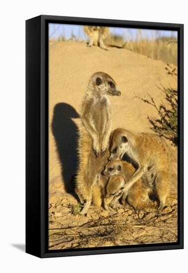 Meerkat Adult Grooming Young-null-Framed Stretched Canvas