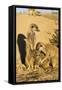 Meerkat Adult Grooming Young-null-Framed Stretched Canvas