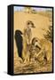 Meerkat Adult Grooming Young-null-Framed Stretched Canvas