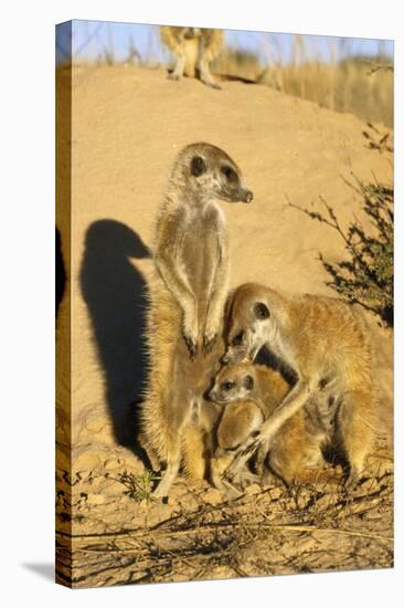 Meerkat Adult Grooming Young-null-Stretched Canvas