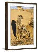 Meerkat Adult Grooming Young-null-Framed Photographic Print