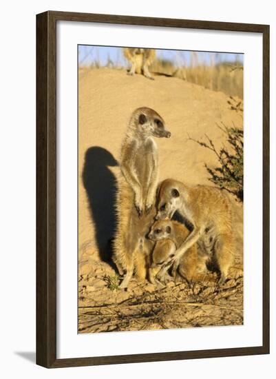 Meerkat Adult Grooming Young-null-Framed Photographic Print