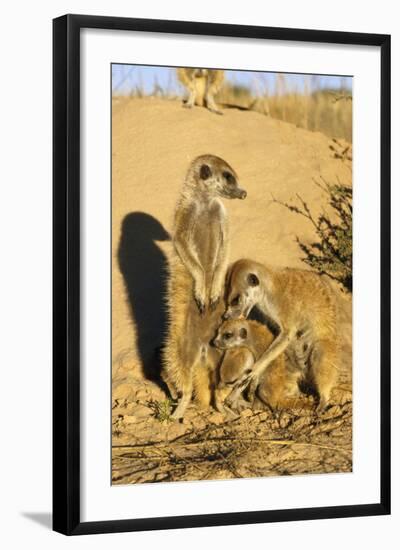 Meerkat Adult Grooming Young-null-Framed Photographic Print