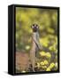 Meerkat, Among Devil's Thorn Flowers, Kgalagadi Transfrontier Park, Northern Cape, South Africa-Toon Ann & Steve-Framed Stretched Canvas