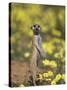 Meerkat, Among Devil's Thorn Flowers, Kgalagadi Transfrontier Park, Northern Cape, South Africa-Toon Ann & Steve-Stretched Canvas