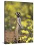 Meerkat, Among Devil's Thorn Flowers, Kgalagadi Transfrontier Park, Northern Cape, South Africa-Toon Ann & Steve-Stretched Canvas