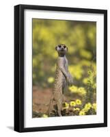 Meerkat, Among Devil's Thorn Flowers, Kgalagadi Transfrontier Park, Northern Cape, South Africa-Toon Ann & Steve-Framed Photographic Print