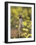 Meerkat, Among Devil's Thorn Flowers, Kgalagadi Transfrontier Park, Northern Cape, South Africa-Toon Ann & Steve-Framed Photographic Print