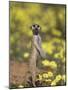 Meerkat, Among Devil's Thorn Flowers, Kgalagadi Transfrontier Park, Northern Cape, South Africa-Toon Ann & Steve-Mounted Photographic Print