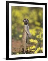 Meerkat, Among Devil's Thorn Flowers, Kgalagadi Transfrontier Park, Northern Cape, South Africa-Toon Ann & Steve-Framed Photographic Print