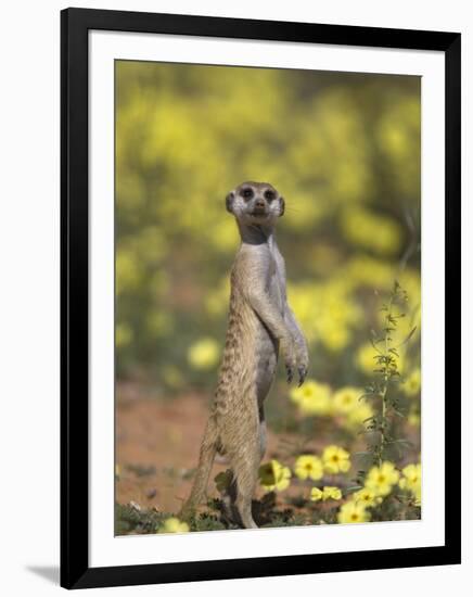 Meerkat, Among Devil's Thorn Flowers, Kgalagadi Transfrontier Park, Northern Cape, South Africa-Toon Ann & Steve-Framed Photographic Print