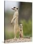 Meerkat and Pup, Namibia-Paul Souders-Stretched Canvas