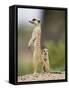 Meerkat and Pup, Namibia-Paul Souders-Framed Stretched Canvas