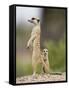 Meerkat and Pup, Namibia-Paul Souders-Framed Stretched Canvas