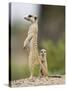 Meerkat and Pup, Namibia-Paul Souders-Stretched Canvas