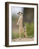 Meerkat and Pup, Namibia-Paul Souders-Framed Photographic Print