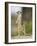 Meerkat and Pup, Namibia-Paul Souders-Framed Photographic Print