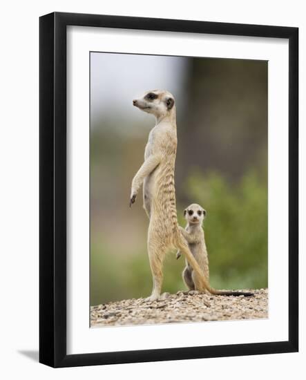 Meerkat and Pup, Namibia-Paul Souders-Framed Photographic Print