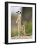 Meerkat and Pup, Namibia-Paul Souders-Framed Photographic Print