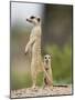Meerkat and Pup, Namibia-Paul Souders-Mounted Photographic Print
