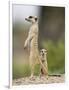 Meerkat and Pup, Namibia-Paul Souders-Framed Photographic Print