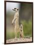 Meerkat and Pup, Namibia-Paul Souders-Framed Photographic Print