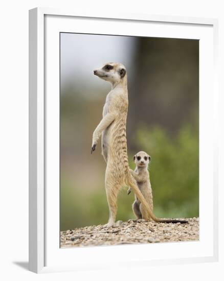 Meerkat and Pup, Namibia-Paul Souders-Framed Photographic Print