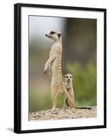 Meerkat and Pup, Namibia-Paul Souders-Framed Photographic Print