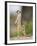 Meerkat and Pup, Namibia-Paul Souders-Framed Photographic Print