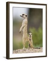 Meerkat and Pup, Namibia-Paul Souders-Framed Photographic Print