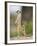 Meerkat and Pup, Namibia-Paul Souders-Framed Photographic Print