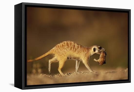 Meerkat Carrying Yearling in Mouth-Paul Souders-Framed Stretched Canvas