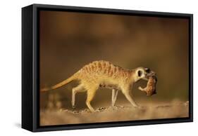 Meerkat Carrying Yearling in Mouth-Paul Souders-Framed Stretched Canvas