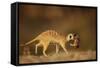 Meerkat Carrying Yearling in Mouth-Paul Souders-Framed Stretched Canvas