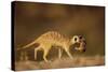 Meerkat Carrying Yearling in Mouth-Paul Souders-Stretched Canvas