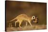Meerkat Carrying Yearling in Mouth-Paul Souders-Stretched Canvas