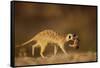 Meerkat Carrying Yearling in Mouth-Paul Souders-Framed Stretched Canvas