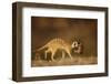 Meerkat Carrying Yearling in Mouth-Paul Souders-Framed Photographic Print