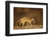 Meerkat Carrying Yearling in Mouth-Paul Souders-Framed Photographic Print