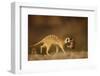 Meerkat Carrying Yearling in Mouth-Paul Souders-Framed Photographic Print