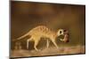 Meerkat Carrying Yearling in Mouth-Paul Souders-Mounted Photographic Print