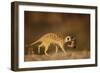 Meerkat Carrying Yearling in Mouth-Paul Souders-Framed Photographic Print