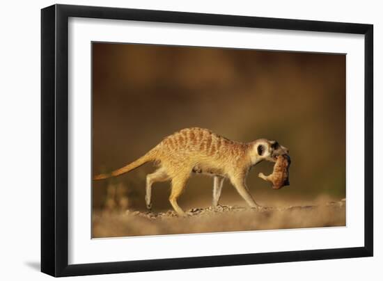 Meerkat Carrying Yearling in Mouth-Paul Souders-Framed Photographic Print