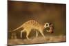 Meerkat Carrying Yearling in Mouth-Paul Souders-Mounted Photographic Print