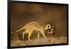 Meerkat Carrying Yearling in Mouth-Paul Souders-Framed Photographic Print