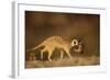 Meerkat Carrying Yearling in Mouth-Paul Souders-Framed Photographic Print