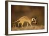 Meerkat Carrying Yearling in Mouth-Paul Souders-Framed Photographic Print