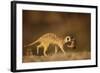 Meerkat Carrying Yearling in Mouth-Paul Souders-Framed Photographic Print