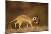 Meerkat Carrying Yearling in Mouth-Paul Souders-Mounted Photographic Print